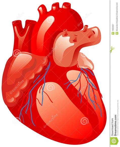 Human Heart Royalty Free Stock Photography Image 16603567