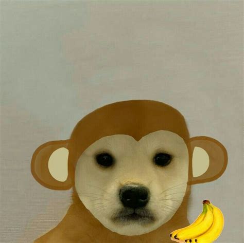 Dogwifhat Monkey In 2020 Cute Animals Dog Memes Funny Dogs