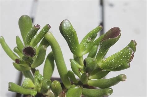 I dont have this laptop more than 6 months and is kept in a good shape, no direct hit, or anything. White spots on your Jade plants? No worries! - Sucs for You!
