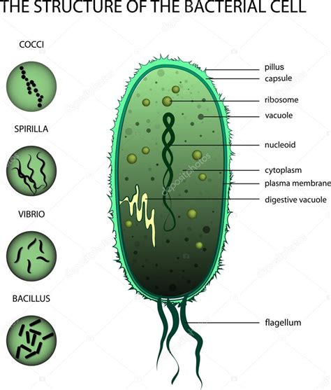 The Structure Of The Bacterial Cell Stock Vector By ©artemida Psy 81054572