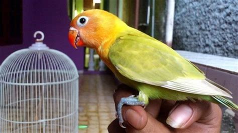 Mengenal Karakteristik Lovebird Balibu Dan Dewasa