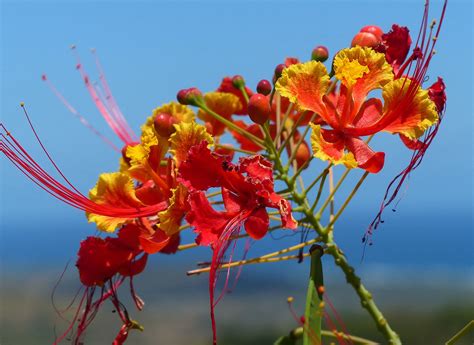 pride of barbados caesalpinia pulcherrima pride of barbados barbados floral