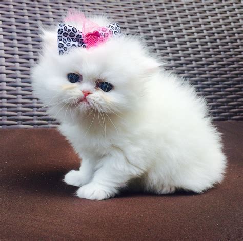 Persian Cats For Sale Chicago Il 233437 Petzlover