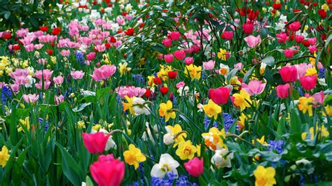 Free Download 1600x900 Wallpaper Tulips Daffodils Flowers Meadow Beauty