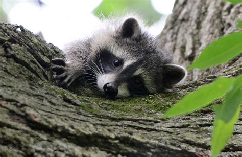 Raccoons Flickr