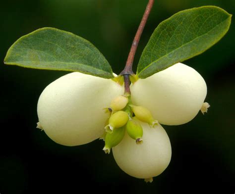 Common Snowberry The Edible And Medicinal Plants Of The Pacific