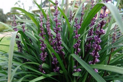 Liriope Muscari Amethyst Love Easy Plant For Dark Corners Purple