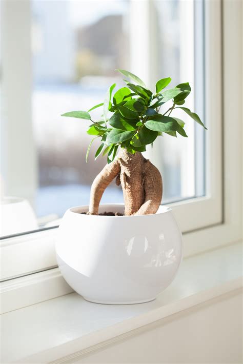 How To Take Care Of A Bonsai Tree—for Beginners