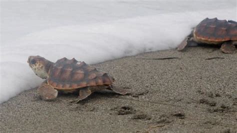 Miles De Tortugas Marinas En Peligro De Extinci N Anidan En Las Playas