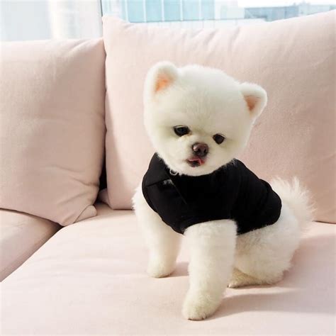 25 Teddy Bear Dog Breeds Cutest Dogs You Ever See Teddy Bear