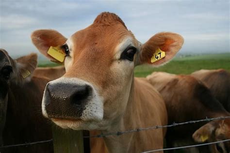 The Bedlam Of Beefy Jersey Cow Cow Pictures Animals Beautiful