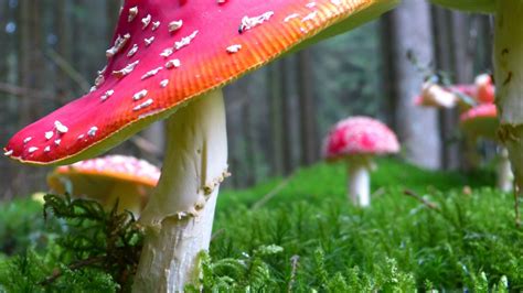 Mushroom Wallpapers 72 Pictures