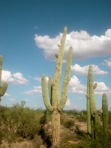 A damaged saguaro cactus fell onto the man who had harmed it and killed him. DSCN4553.JPG | Saguaro cactus full of holes from ...
