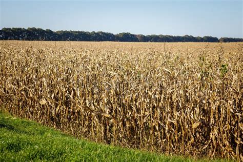 A Large Field Of Corn Ready To Harvest Harvest Stock Photo Image Of