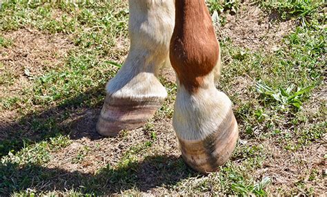 Navicular Syndrome In Horses Veterinary Medicine At Illinois
