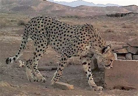 Asiatic Cheetah Cubs In Iranian National Park Video Iran Front Page