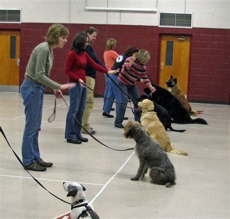 Obedience And Manners And Brush Up Classes