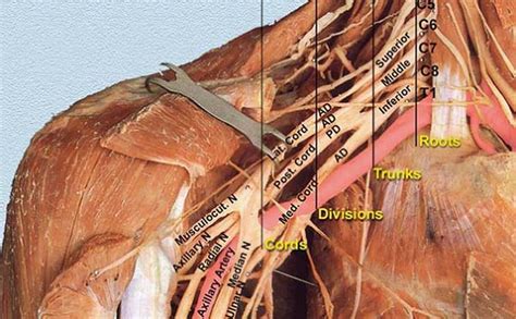 Anatomy Of The Brachial Plexus Peripheral Nerve Blocks A Color Atlas