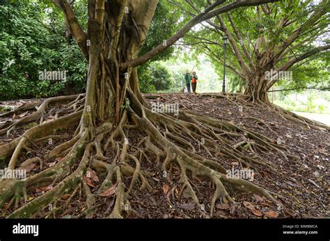 Spectacular Aerial Tree Roots Spreading On The Ground Surface Hi Res
