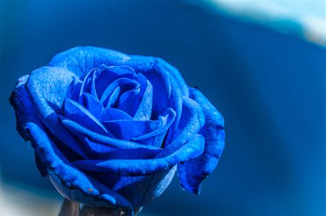 Blue Rose Meaning Learning More About It Floraqueen En