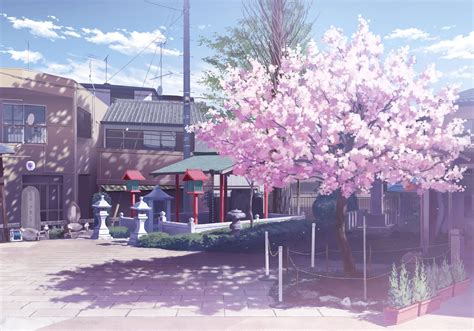 Cherry Blossoms Anime Scenery Wallpapers Top Free Cherry