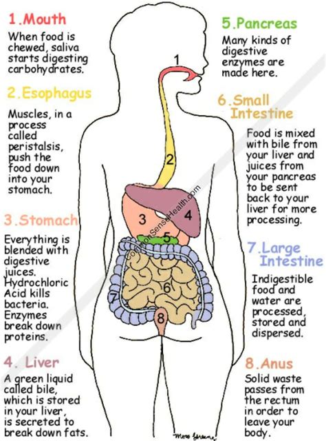 Human liver diagram stock illustration Good Food Digestion & Digestive System Diagram