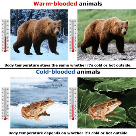 What are cold blooded animals and warm blooded animals ?? Give examples