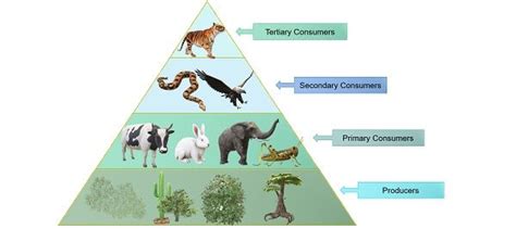 Consumer Examples Biology