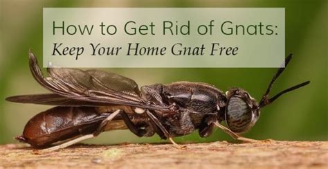 Start by getting a jar and filling it with. How to Get Rid of Gnats | Getting Rid of Gnats in House ...