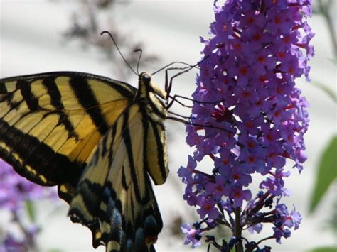 Learn mutualism topic in biology in details explained by subject experts on vedantu.com. It takes (at least) two: why mutualism and conservation go ...
