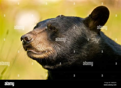 A Black Bear Portrait Bear Looking Left Stock Photo Alamy