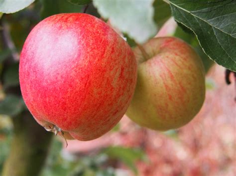 Free Images Apple Tree Fruit Flower Food Red Produce Autumn