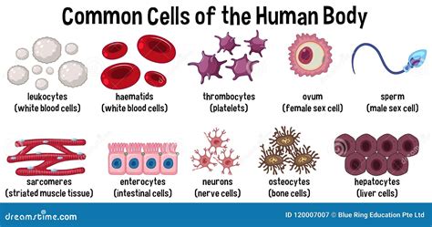 Cuantas Clases De Celulas Hay En El Cuerpo Humano Dinami