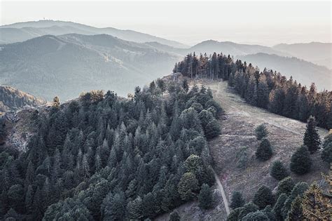 Forest Trees Mountains Fog Landscape Hd Wallpaper Peakpx
