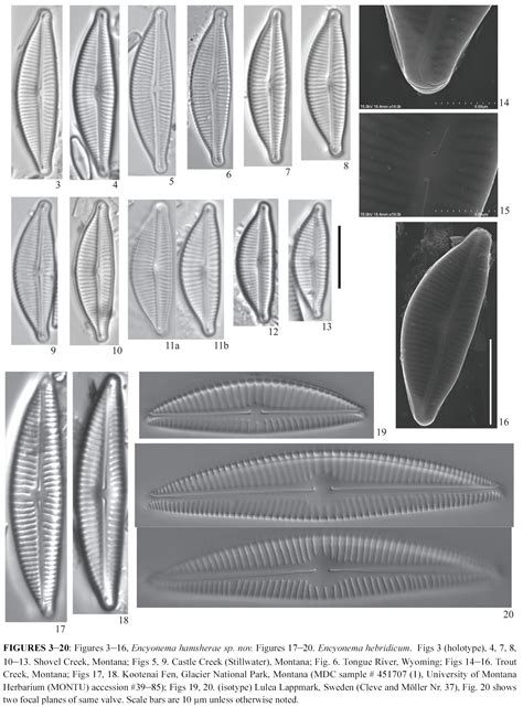 Image Originalplate Species Diatoms Of North America