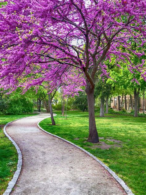 Free Image On Pixabay Spring Beautiful Wallpaper Tree Nature