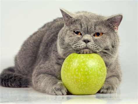 Your answers will help us determine which vaccinations and tests are right for your pet. With Pet Waste Removal, Chicago Businesses Can Stay ...