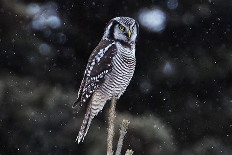 Award Winning Bird Photographer Jennil Modar Captures Mesmerizing Owls