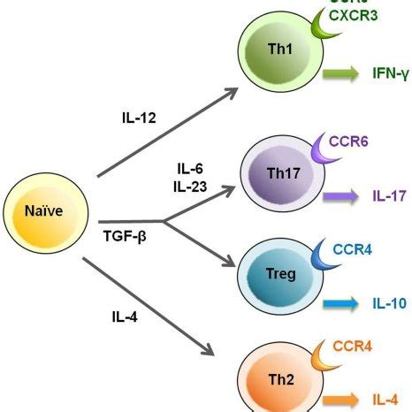 T Cell Subsets Of Cd T Helper Cells Th Cells Are Differentiated From Download Scientific
