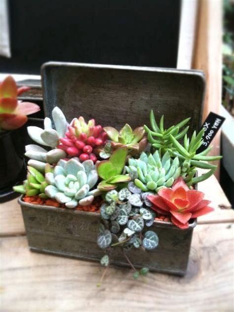 ВСЕ ДЛЯ ДОМА И ДАЧИ: Как выращивать суккуленты | Succulent garden ...
