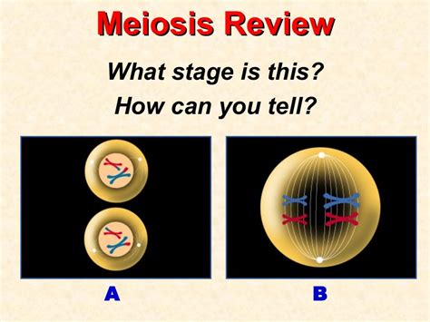 Meiosis And Sexual Reproduction For Ap Biology