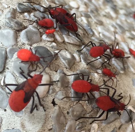 Zoology Species Identification Clusters Of Big Plump Red Bugs In