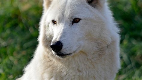 Detroit Zoos Gray Wolf Wazi Dies From Cardiac Arrest