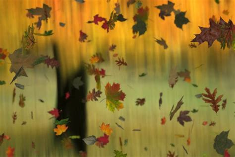 Fall Leaves Backgrounds ·① Wallpapertag