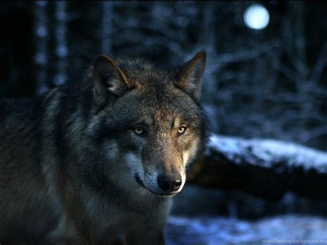 Maybe you would like to learn more about one of these? Cool Wolf Wallpapers - Top Free Cool Wolf Backgrounds ...