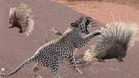 The Dangerous Porcupines The Leopard Risked Their Lives To Hunt