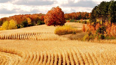 Autumn Harvest Wallpapers Top Free Autumn Harvest Backgrounds