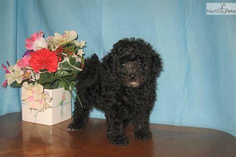 Poodle Toy Puppy For Sale Near Las Vegas Nevada B5cd7094 6b61