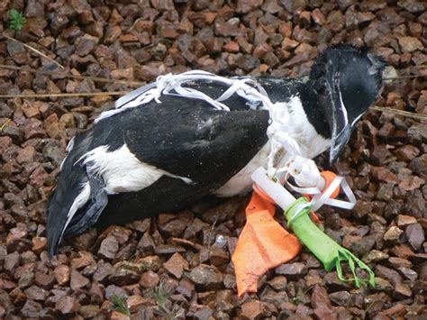 15 Heartbreaking Times Human Litter Killed Animals