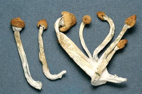 How long do psilocybin mushrooms effects last? 'Magic Mushrooms' Can Improve Long Term Psychological Well ...